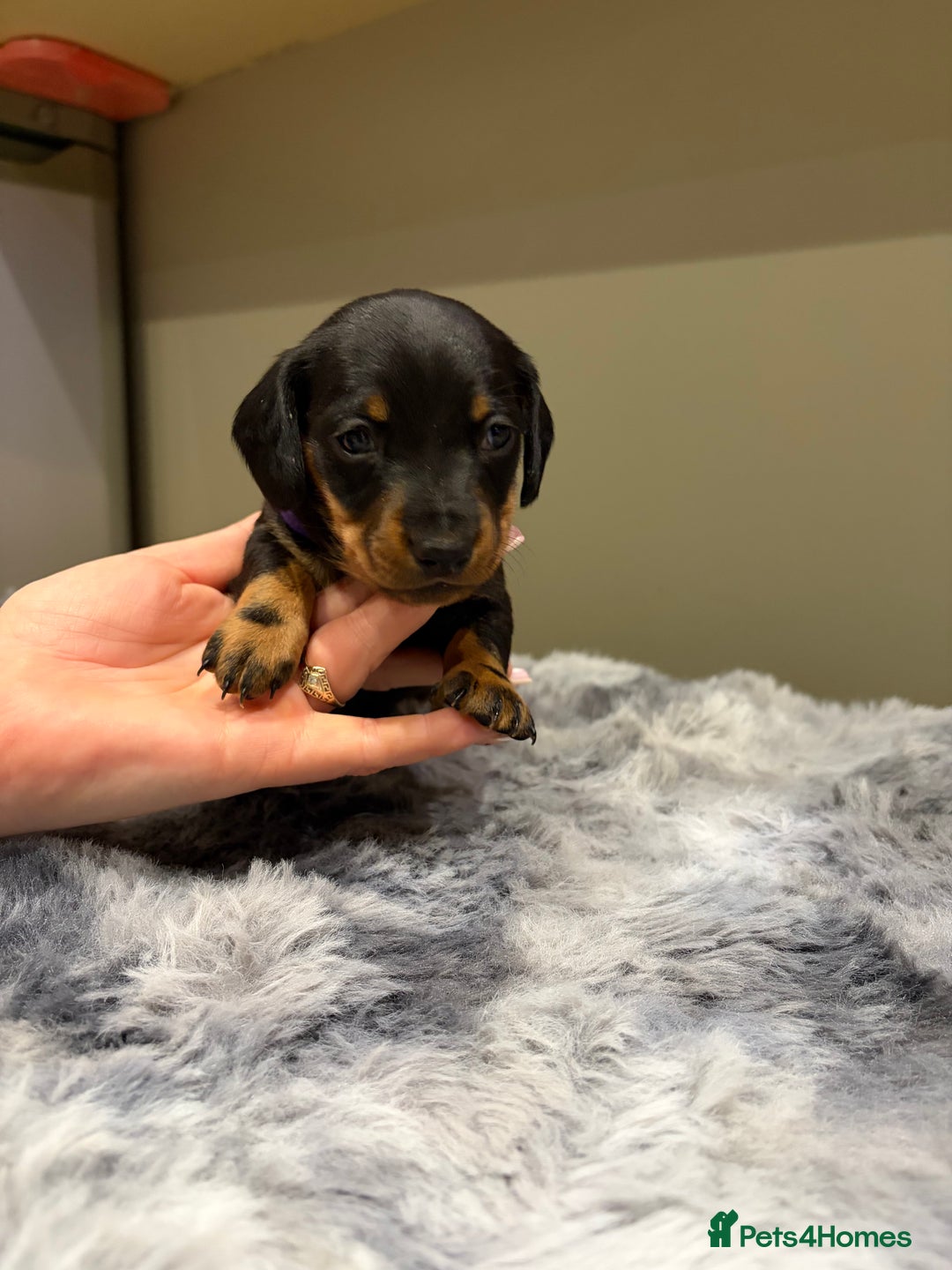 Dachshund dogs for sale: Dachshund puppies - Advert 4