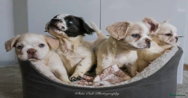 French Bulldog dogs - Advert 14