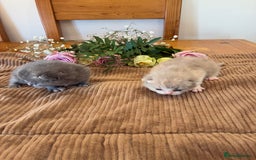 British Shorthair cats for sale: 5 TICA BRITISH SHORTHAIRED KITTENS - Image 11