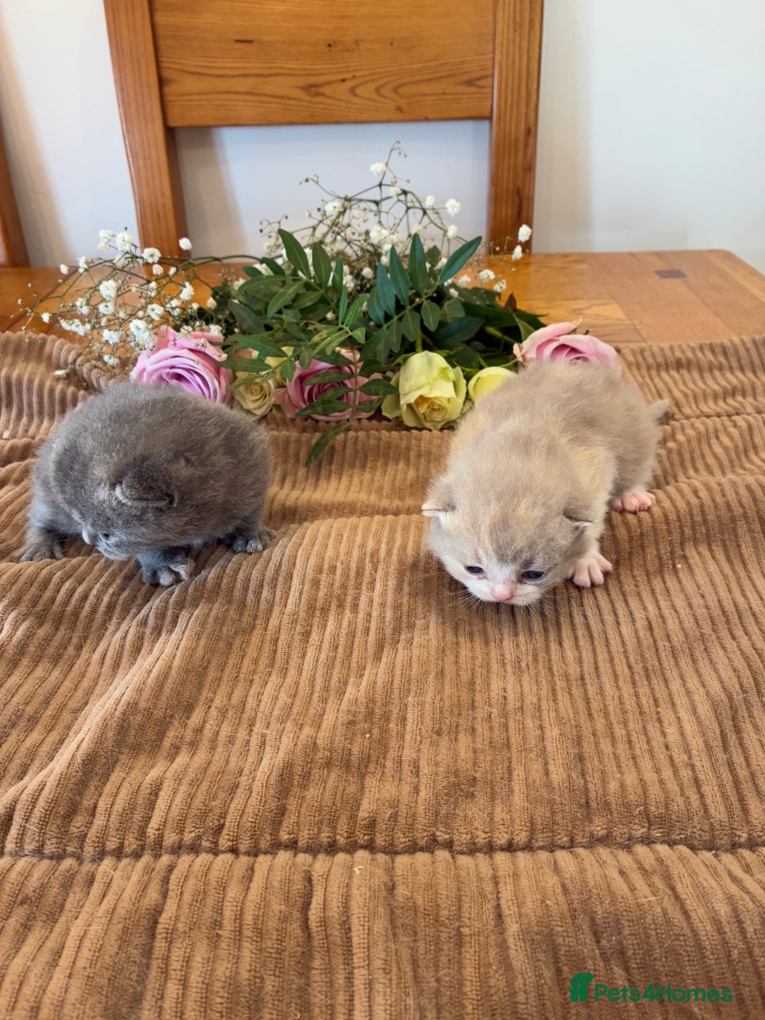 British Shorthair cats for sale: 5 TICA BRITISH SHORTHAIRED KITTENS - Image 11