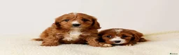 Cavapoo dogs for sale: FOX RED CAVAPOOS READY SOON ♥️ - Advert 1