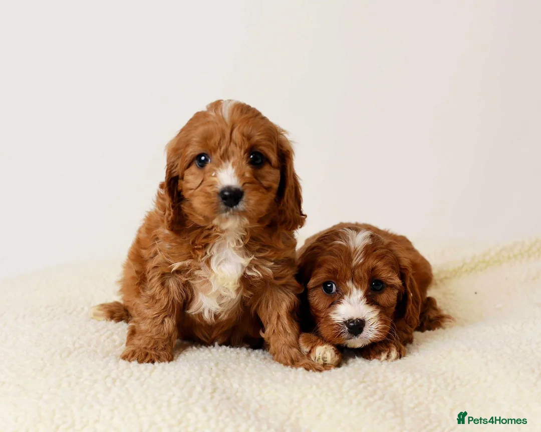 Cavapoo dogs for sale: FOX RED CAVAPOOS READY SOON ♥️ - Advert 1