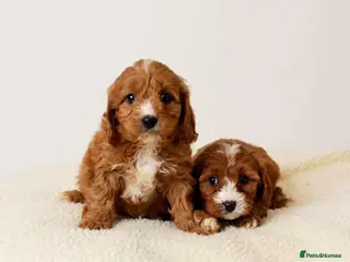 Cavapoo dogs FOX RED CAVAPOOS READY SOON ♥️ - Advert 4