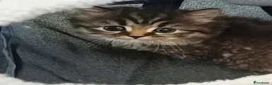 Persian Kitten 1 - Nala