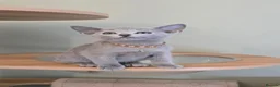 Russian Blue cats for sale: Russian Blue kittens Full Pedigree  - Advert 9