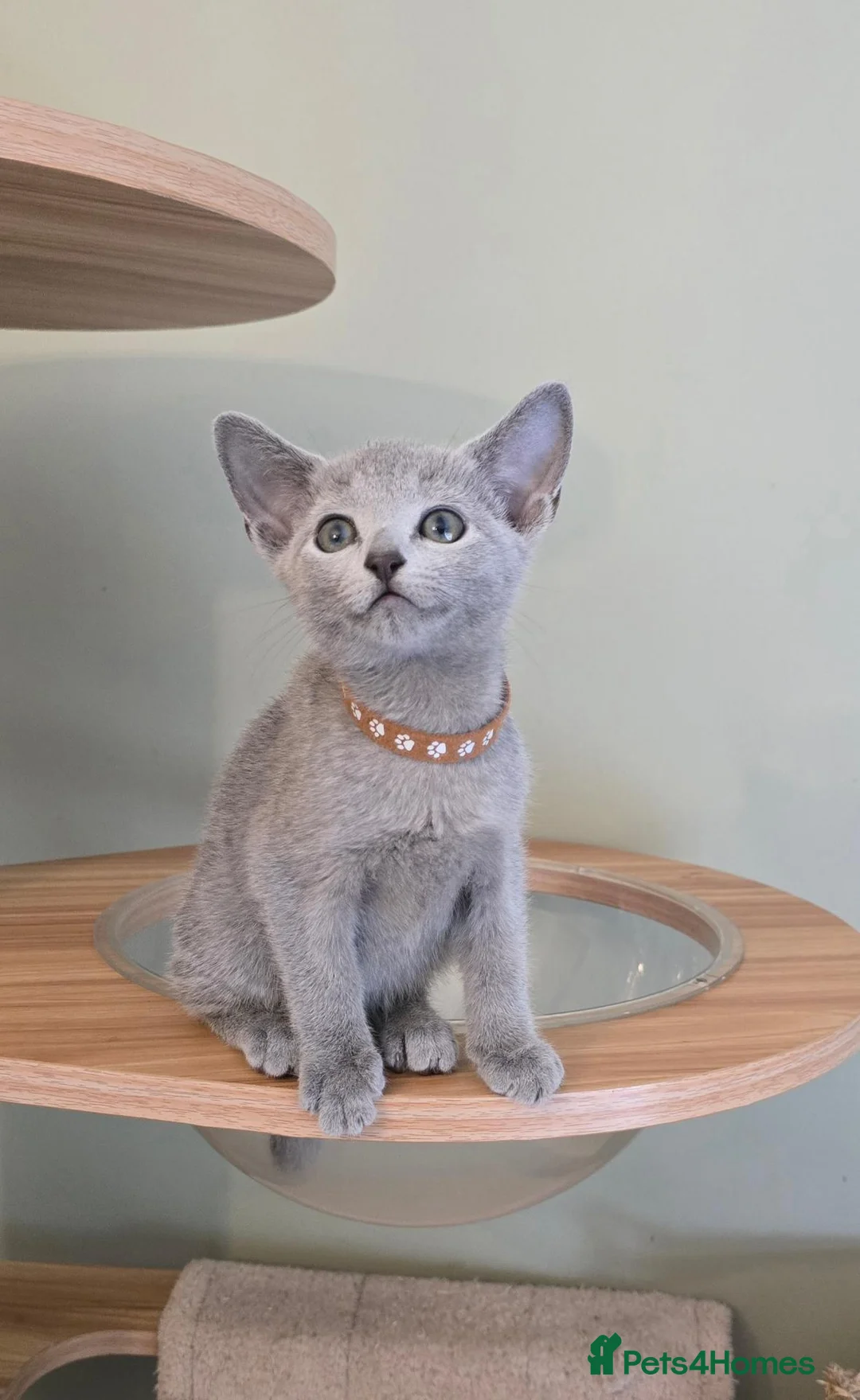 Russian Blue cats for sale: Russian Blue kittens Full Pedigree  - Advert 9