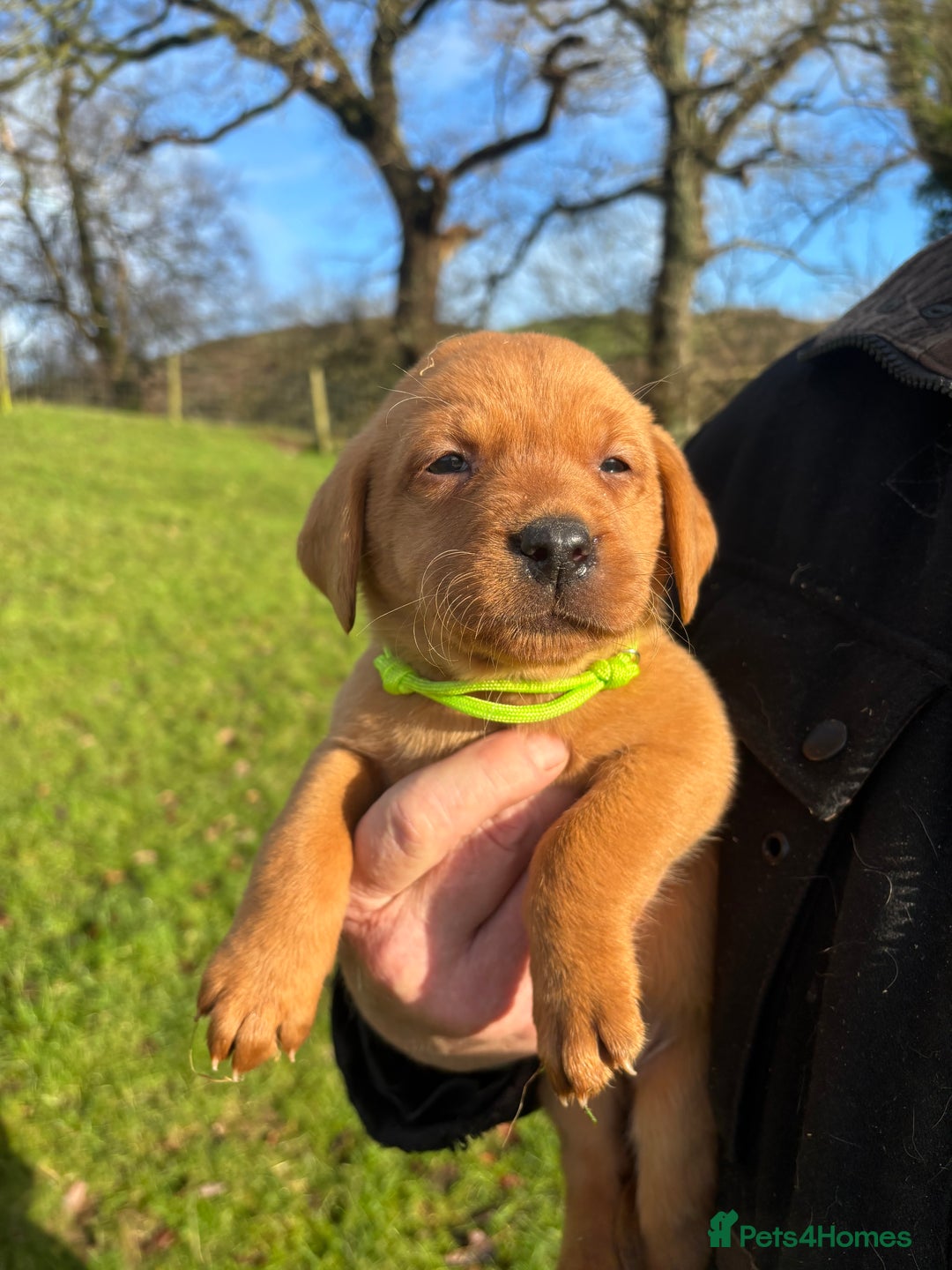 Labrador Retriever dogs for sale: KC Registered Litter of 9 fox red Labrador Puppies - Advert 8