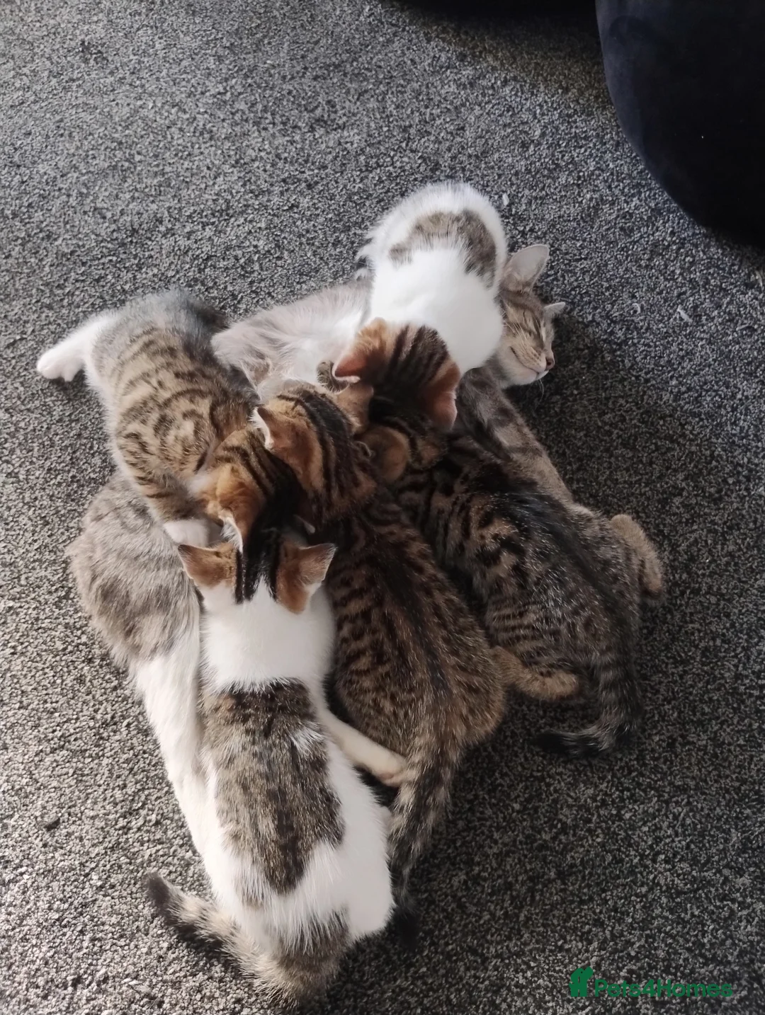 Domestic Shorthair cats for sale:  ** s in Birmingham - Advert 1