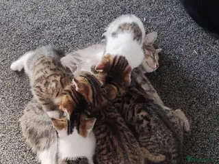 Domestic Shorthair cats ** s - Advert 9