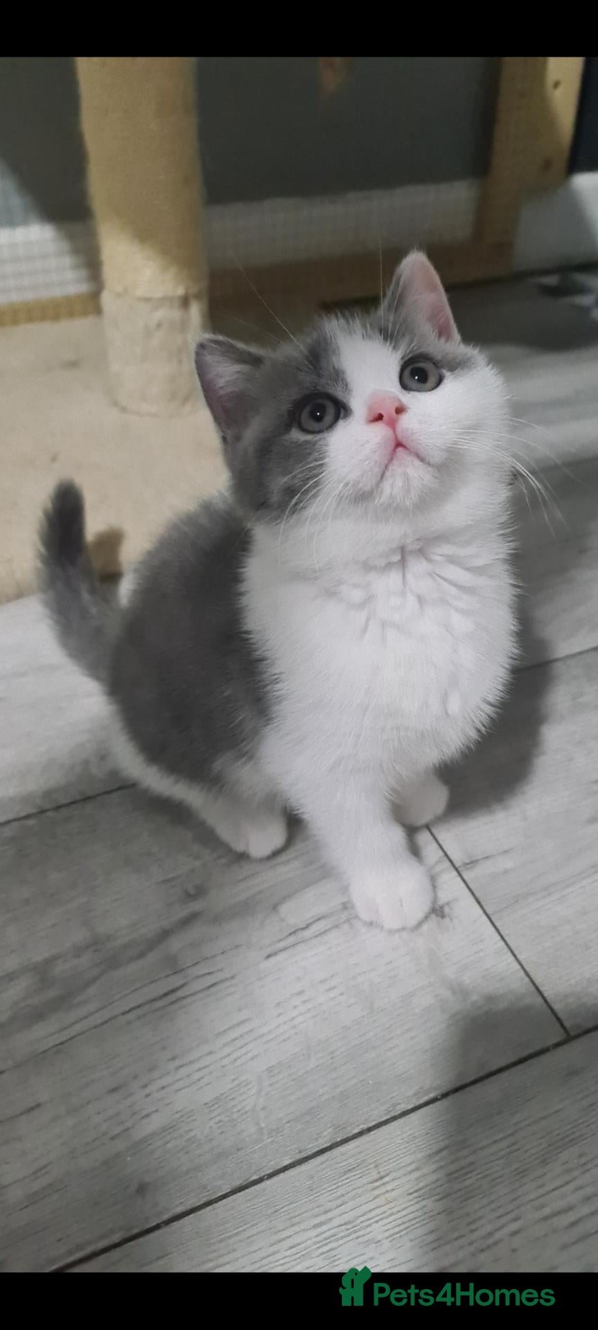 British Shorthair cats for sale: British shorthair kittens**READY NOW** - Advert 14