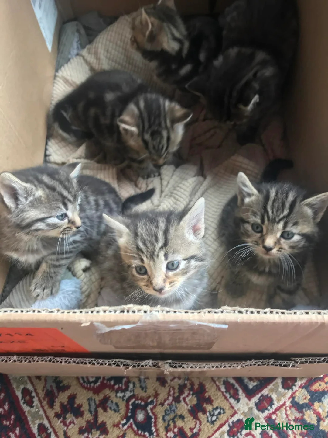 Aegean cats for sale: Tabby’s Cats  - Advert 2