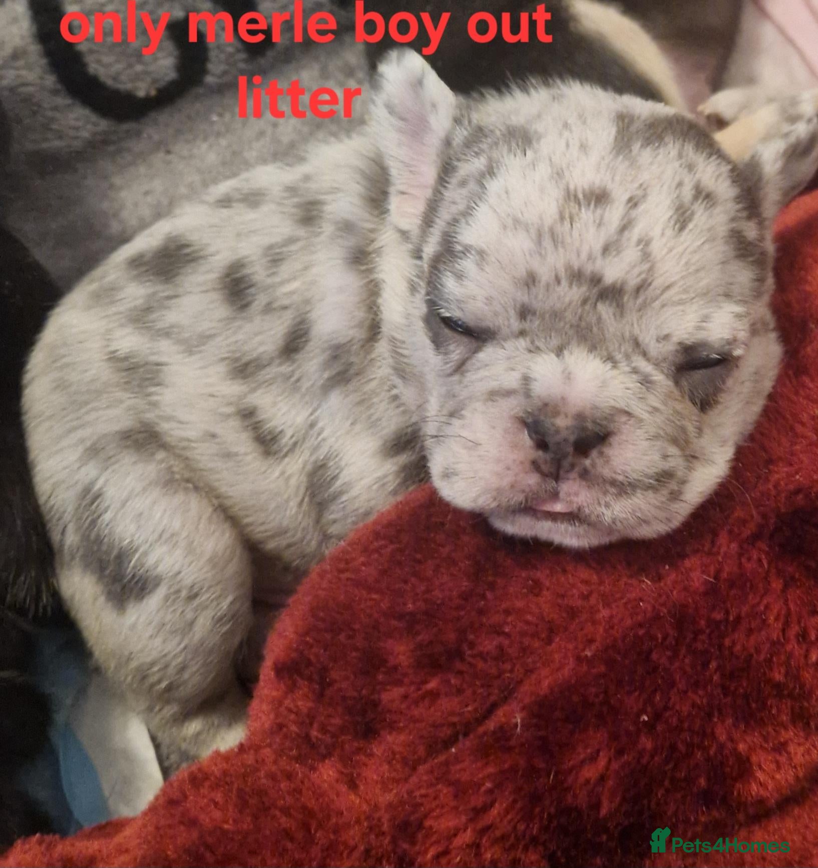 French Bulldog dogs PEDIGREE FRENCH BULLDOG PUPPIES. - Advert 5