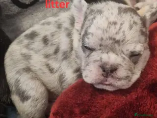 French Bulldog dogs PEDIGREE FRENCH BULLDOG PUPPIES. - Advert 5