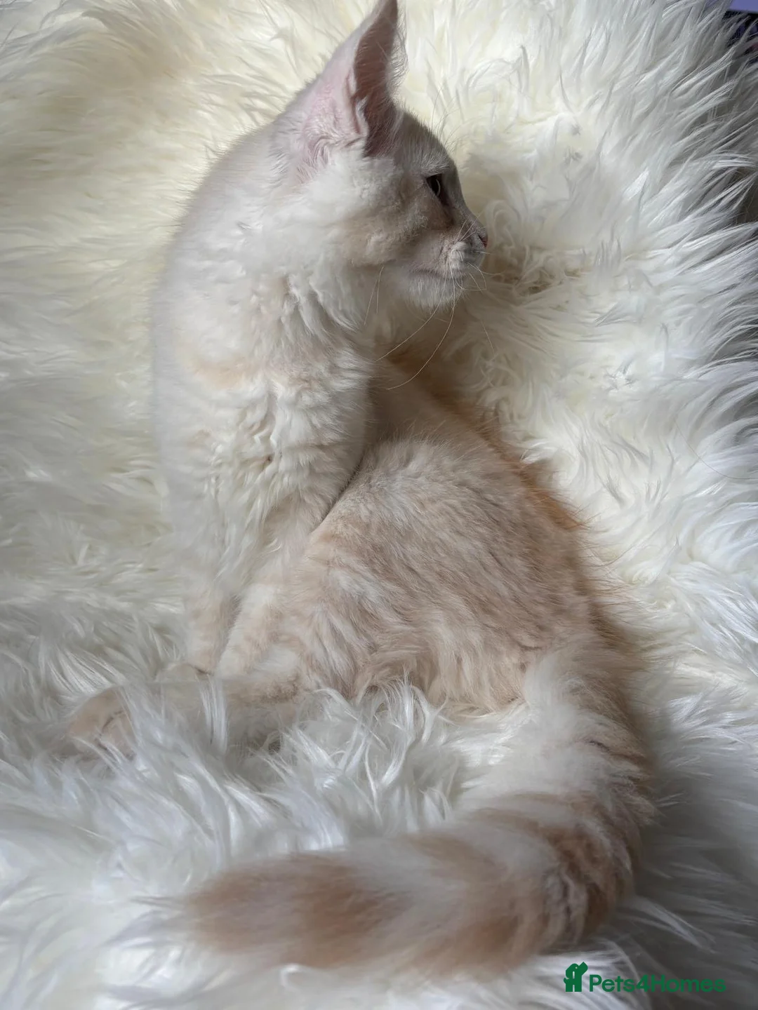 Maine Coon cats for sale: Our last kitten -TICA registered! - Advert 8