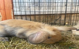 Lionhead rabbits for sale: Two male lionhead rabbits £50 each - Image 5