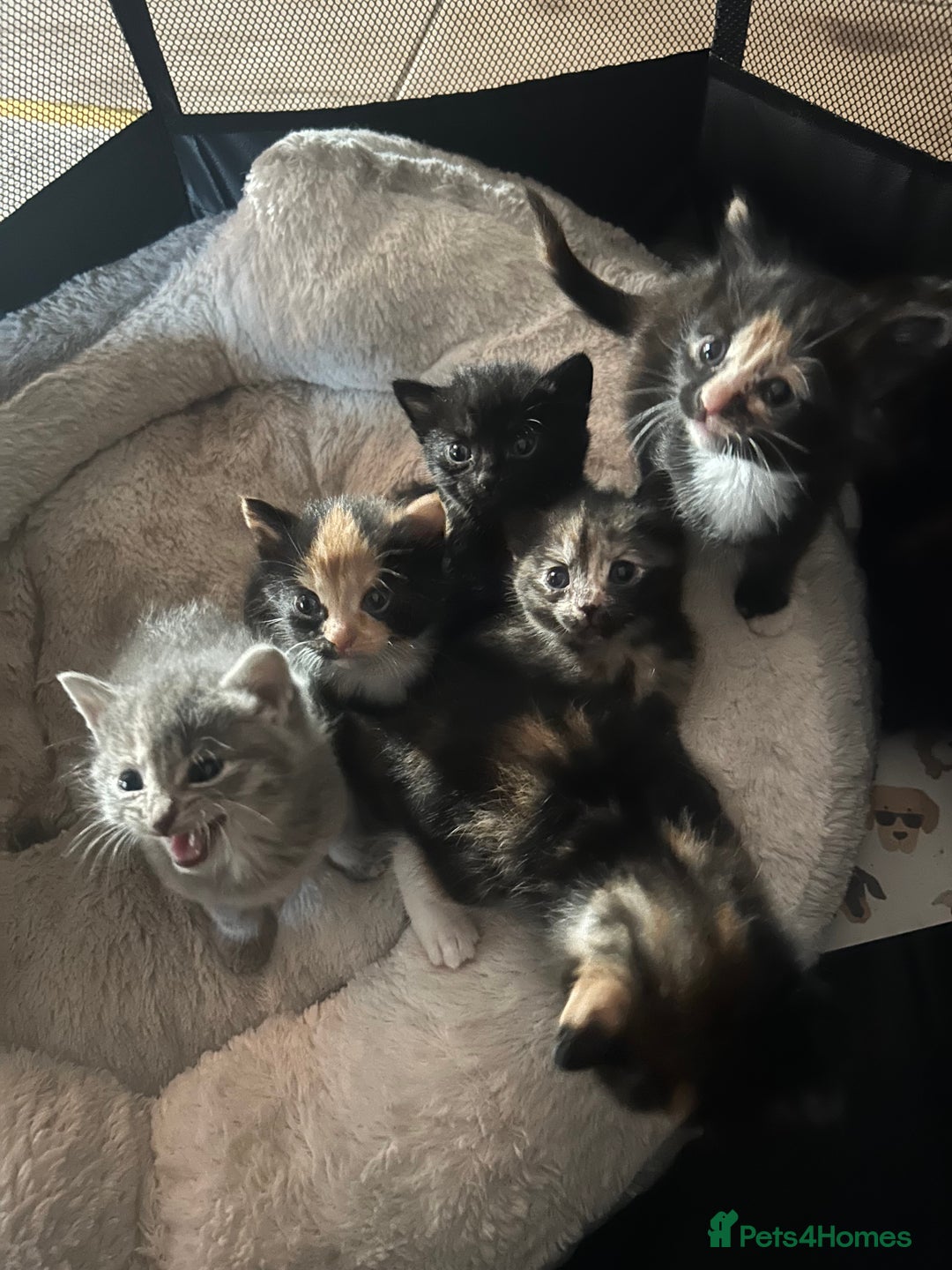 Mixed Breed cats for sale: Kittens mixed breed  - Image 8