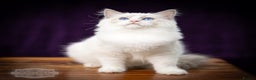 Ragdoll cats for sale: Ragdoll Blue Bicolor Kitten Boy LRBC SHOW TICA - Advert 2