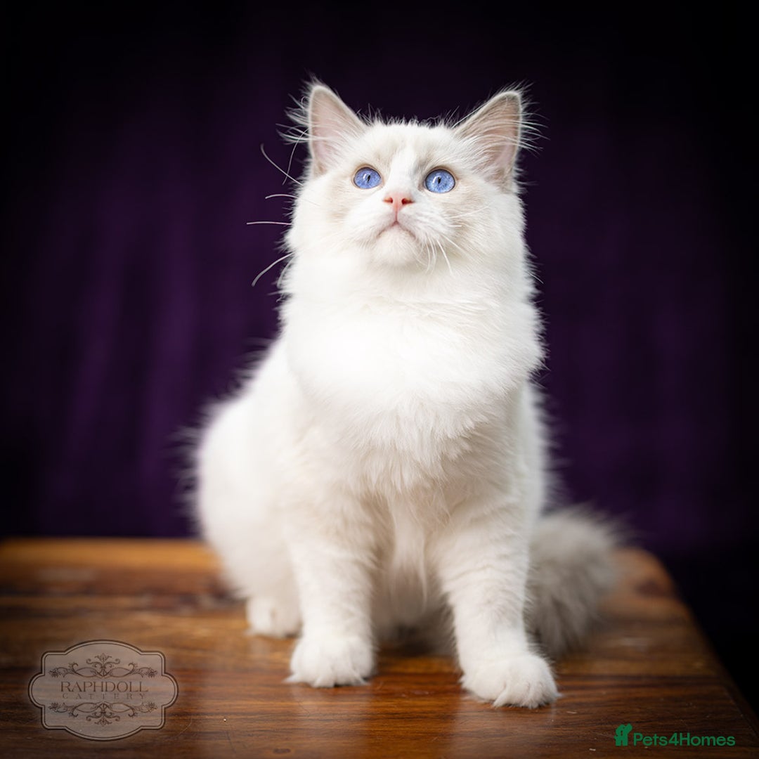 Ragdoll cats for sale: Ragdoll Blue Bicolor Kitten Boy LRBC SHOW TICA - Image 7