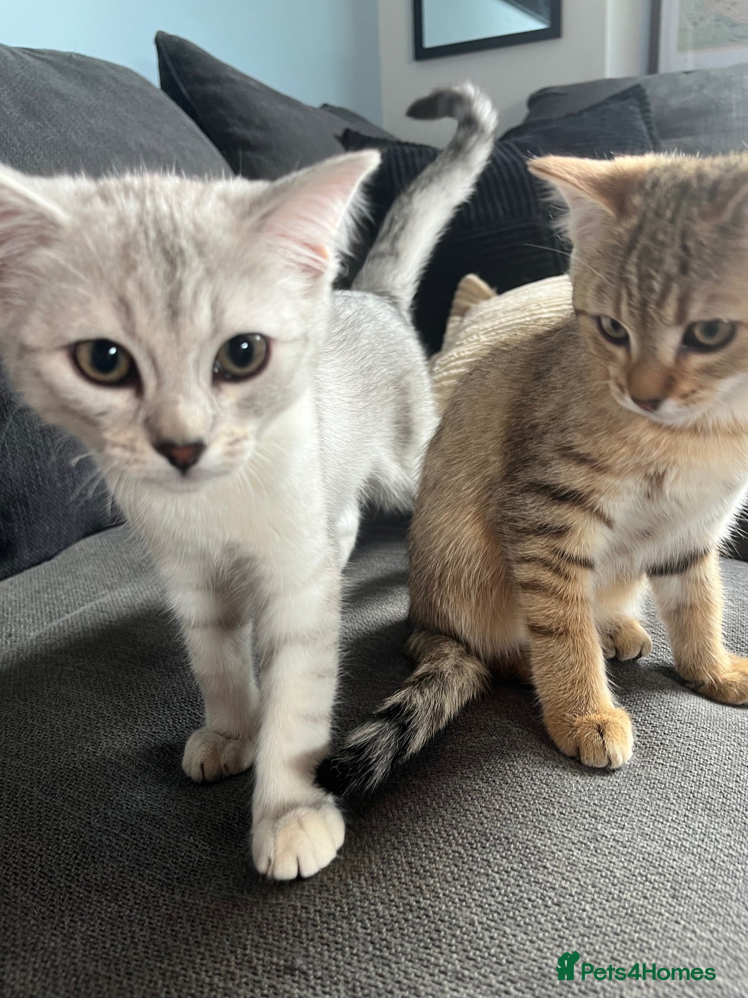British Shorthair cats for sale: BHS x kittens - Advert 1