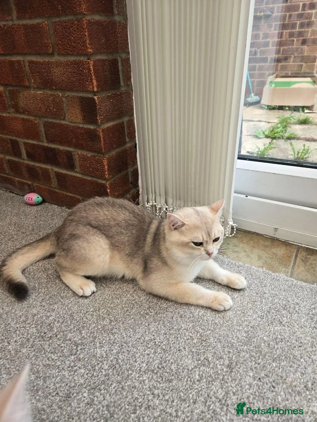 British Shorthair cats for stud: Blue Gold British cat Sapphire invites queen - Advert 12