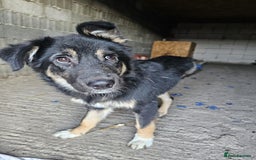 Mixed Breed dogs for adoption: A poor, gentle 3 legged boy needs a Loving Home - Image 15