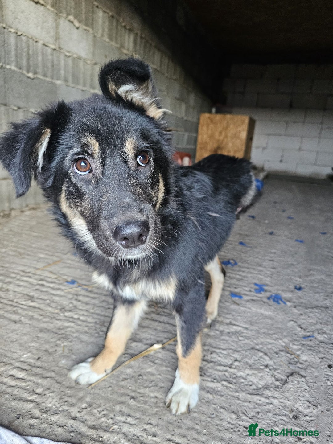 Mixed Breed dogs for adoption: A poor, gentle 3 legged boy needs a Loving Home - Image 15