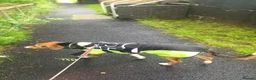 Mixed Breed dogs for sale: Collie x collie/hound - Advert 2