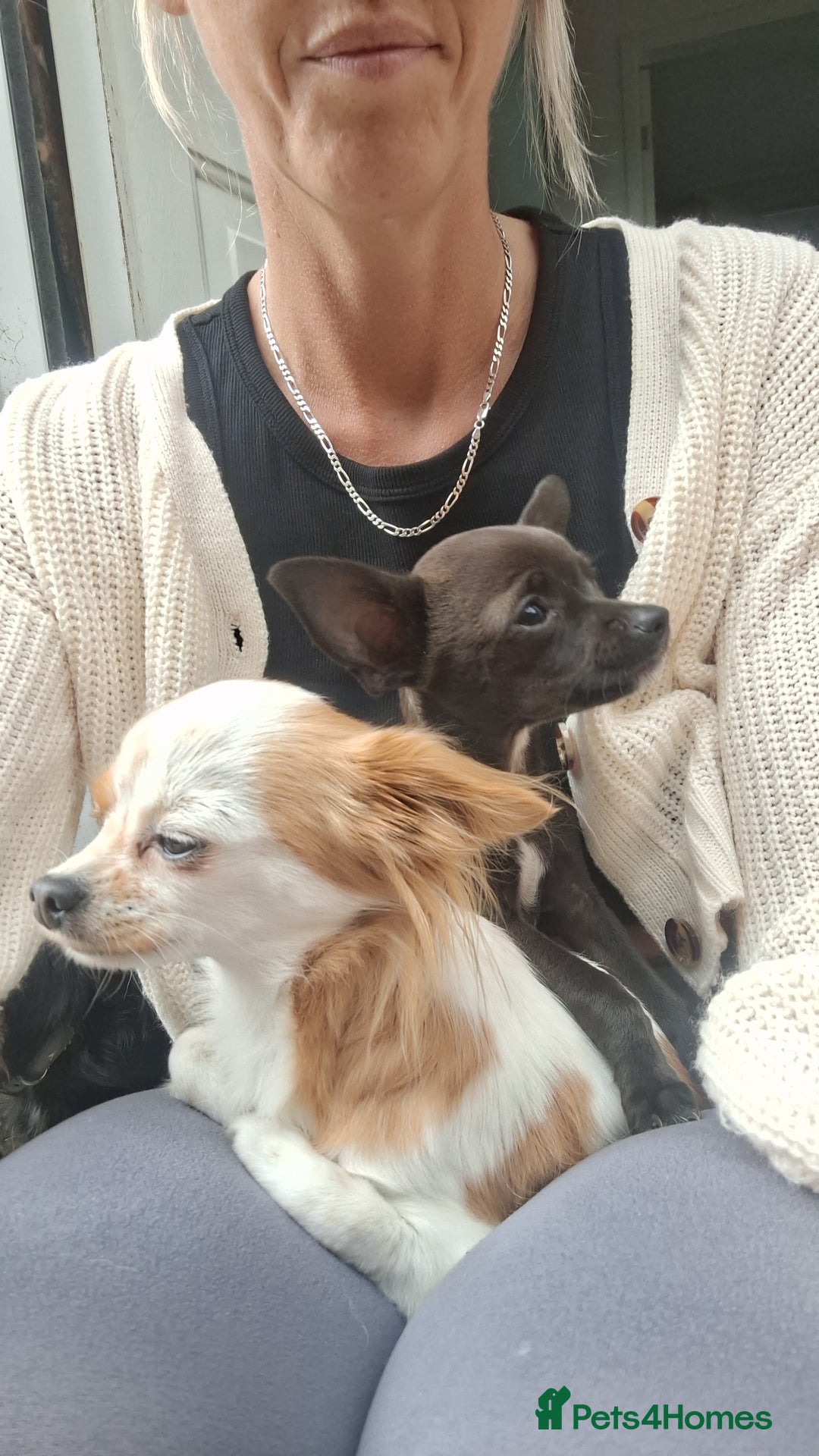 Chihuahua dogs for sale: Chihuahua  - Image 4