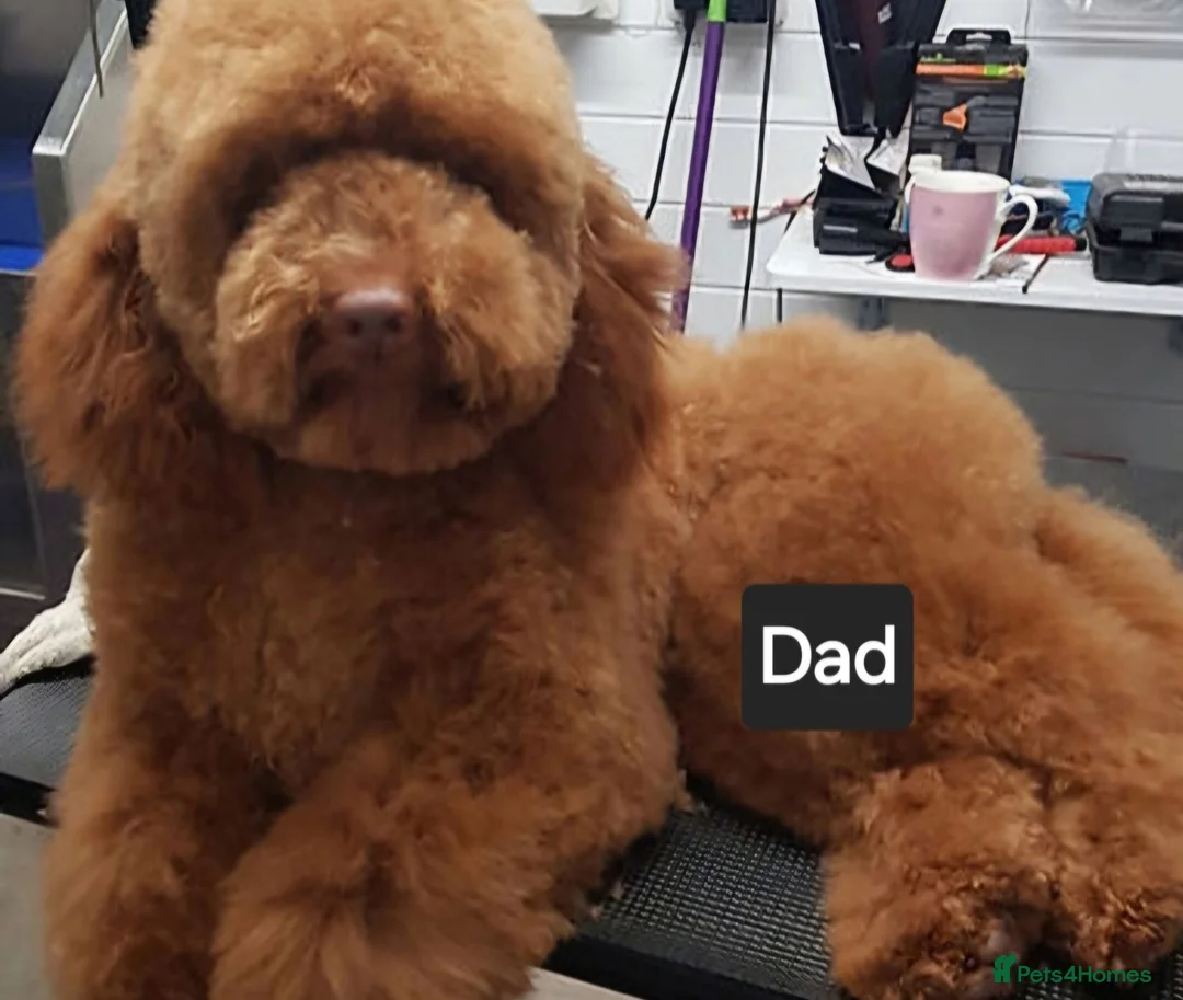 Mini Goldendoodle dogs for sale: Miniature Goldendoodle F1bb - Advert 9