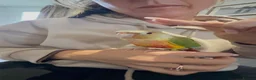 Conures birds for sale: Tame pineapple conure  - Advert 10