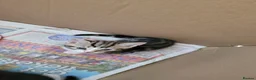Mixed Breed cats for sale: 4 Adorable kittens looking for beautiful homes  - Advert 12