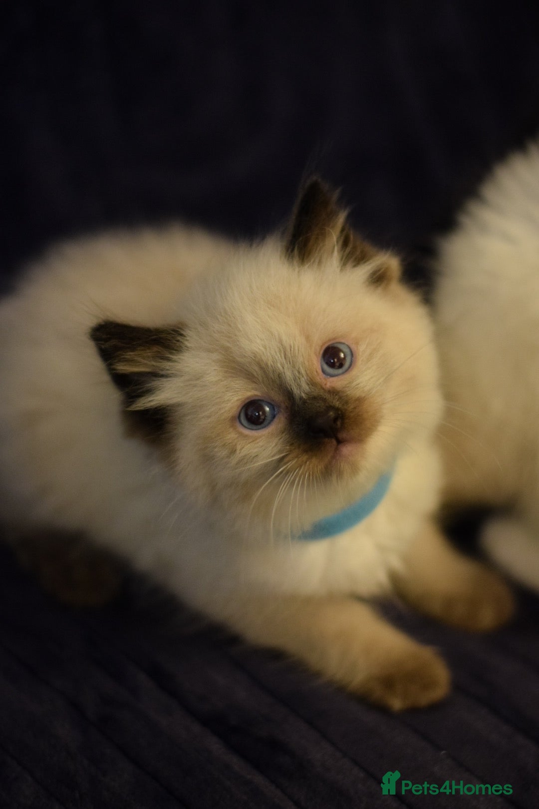 Ragdoll cats for sale: Chunky Ragdoll kittens ready now  - Image 15