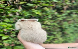 Mini Lop rabbits for sale: Pure Bred Mini Lop Bunnies  - Image 18