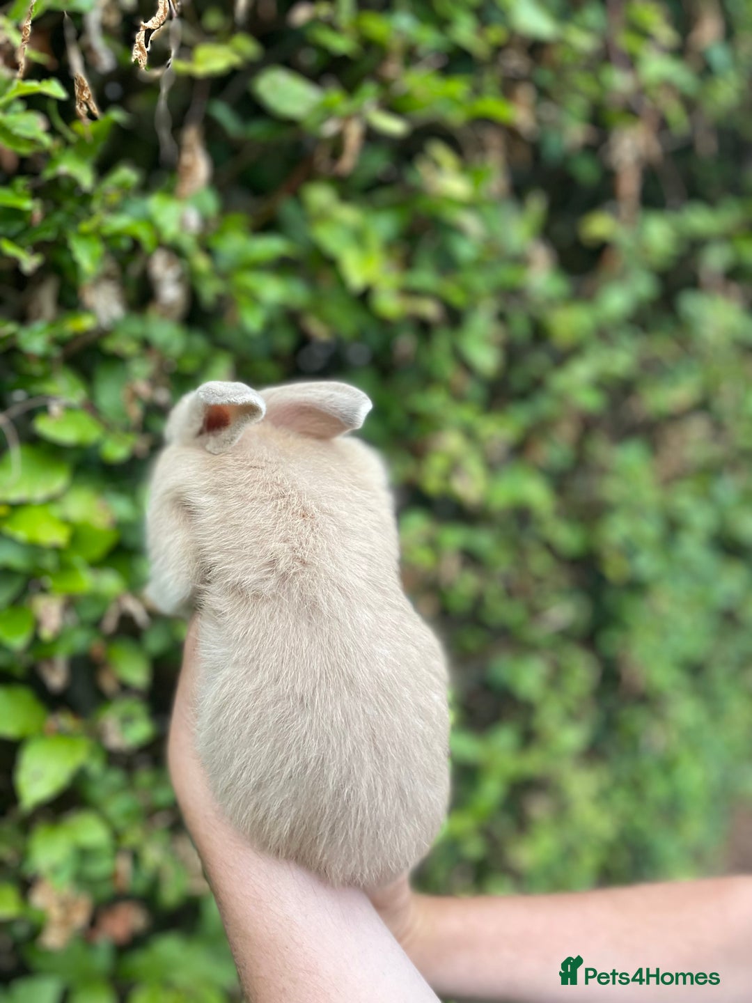 Mini Lop rabbits for sale: Pure Bred Mini Lop Bunnies  - Image 18