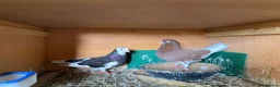 Pigeons birds for sale: Birmingham Rollers  - Advert 2