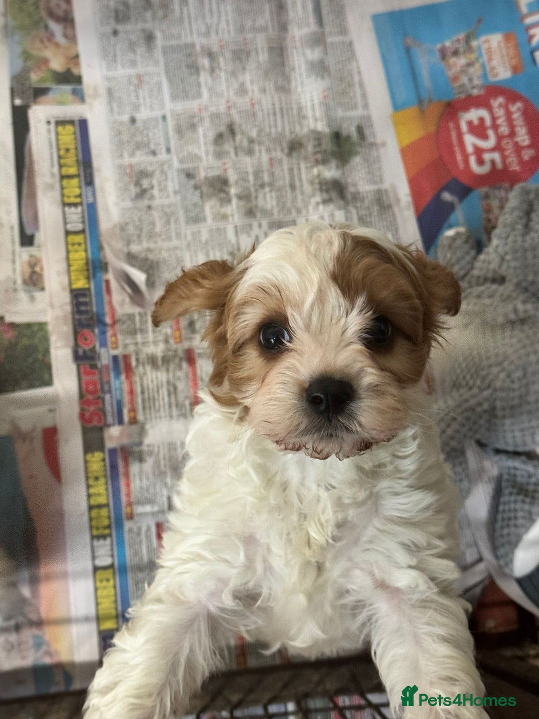 Cavapoo dogs for sale: 2 cheeky Male Cavapoo pups - Advert 8