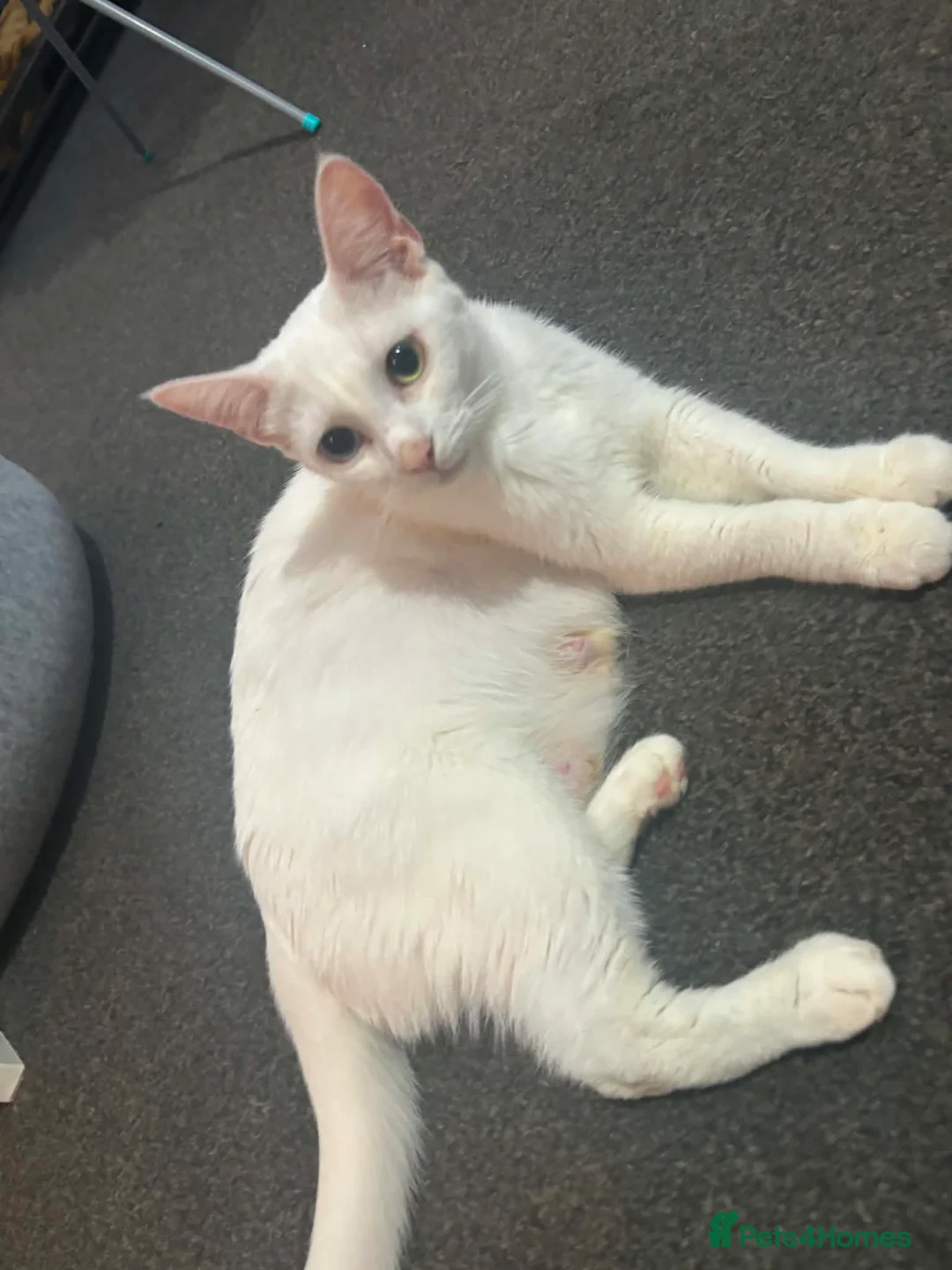 Mixed Breed cats for sale: 3 Kittens Available in Essex in Southend-on-Sea - Advert 6