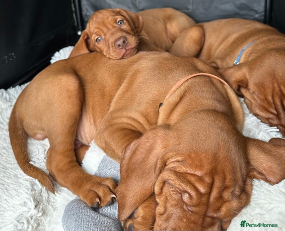 Hungarian Vizsla dogs - Advert 1