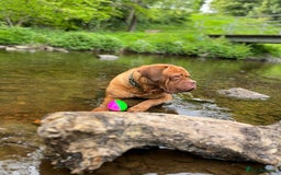 Dogue De Bordeaux dogs for stud: Dogue de Bordeaux For stud Enzo  - Image 6