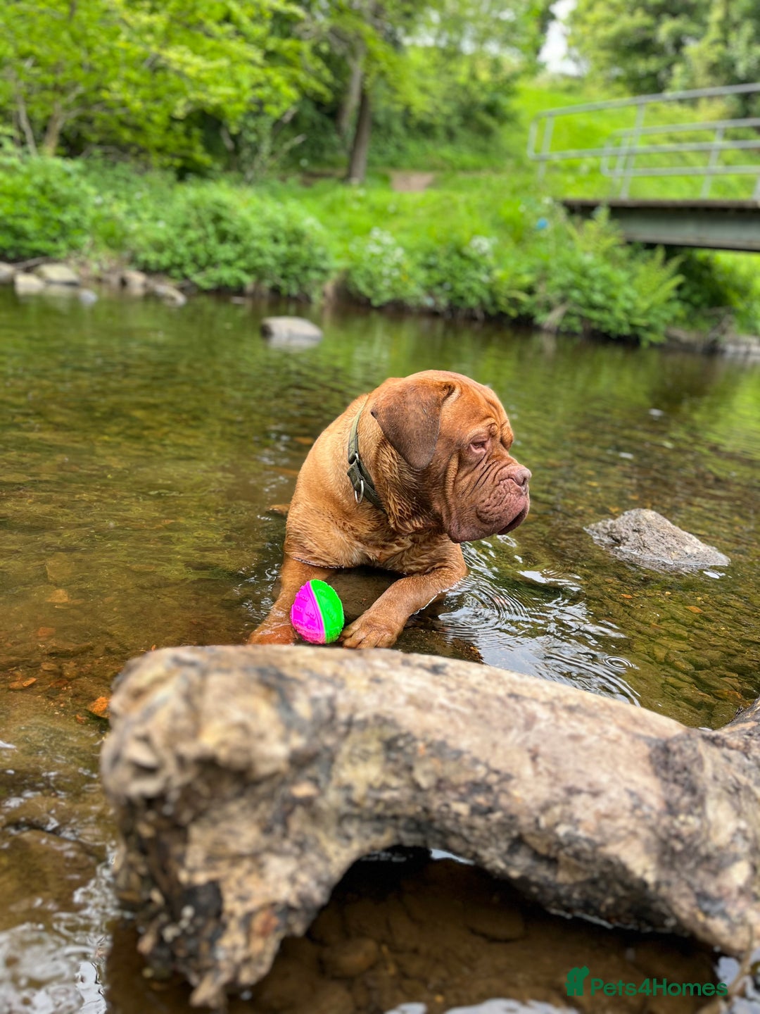 Dogue De Bordeaux dogs for stud: Dogue de Bordeaux For stud Enzo  - Image 6