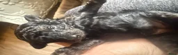 Mixed Breed dogs for sale:  Beautiful Toy Poodle Cross Puppies - Advert 5