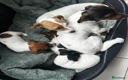 Jack Russell dogs for sale: Miniature Jack Russell’s  - Image 11