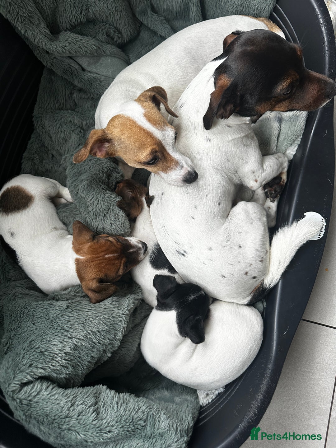 Jack Russell dogs for sale: Miniature Jack Russell’s  - Image 11