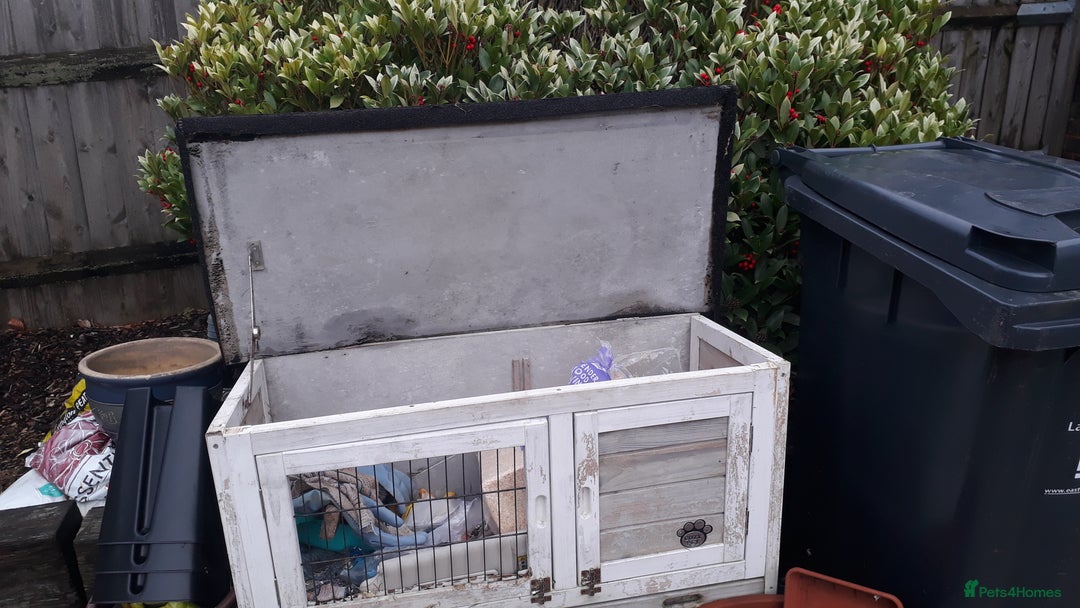 Guinea Pig rodents for sale: 2 female guinea pigs, large hutch and accessories - Advert 4