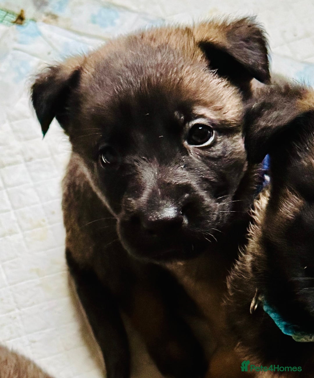 Belgian Shepherd Dog dogs for sale: Skye x Nines very last litter ever! 3B &7G  - Image 17
