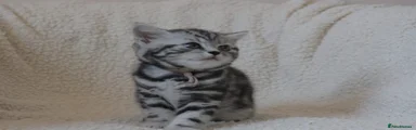 British Shorthair 1