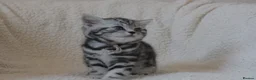 British Shorthair cats for sale: 3 gccf registered British Shorthair silver tabbys  - Advert 10