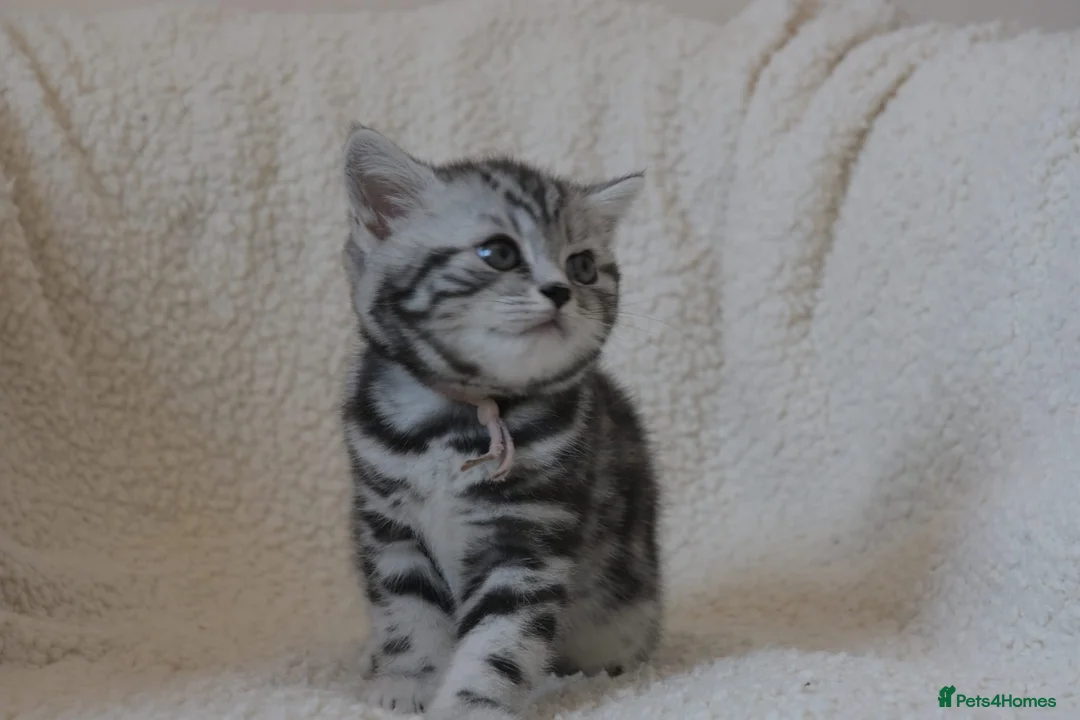 British Shorthair cats for sale: 3 gccf registered British Shorthair silver tabbys  - Advert 10
