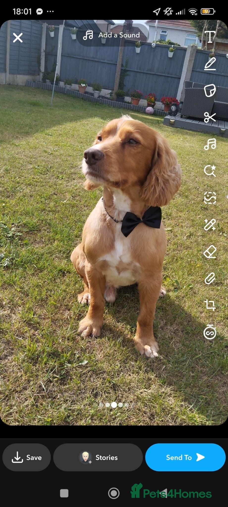 Cocker Spaniel dogs Cocker spaneil puppies ready now  - Advert 2
