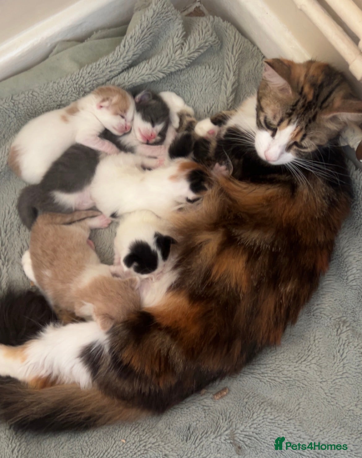 Mixed Breed cats Kittens  - Advert 3